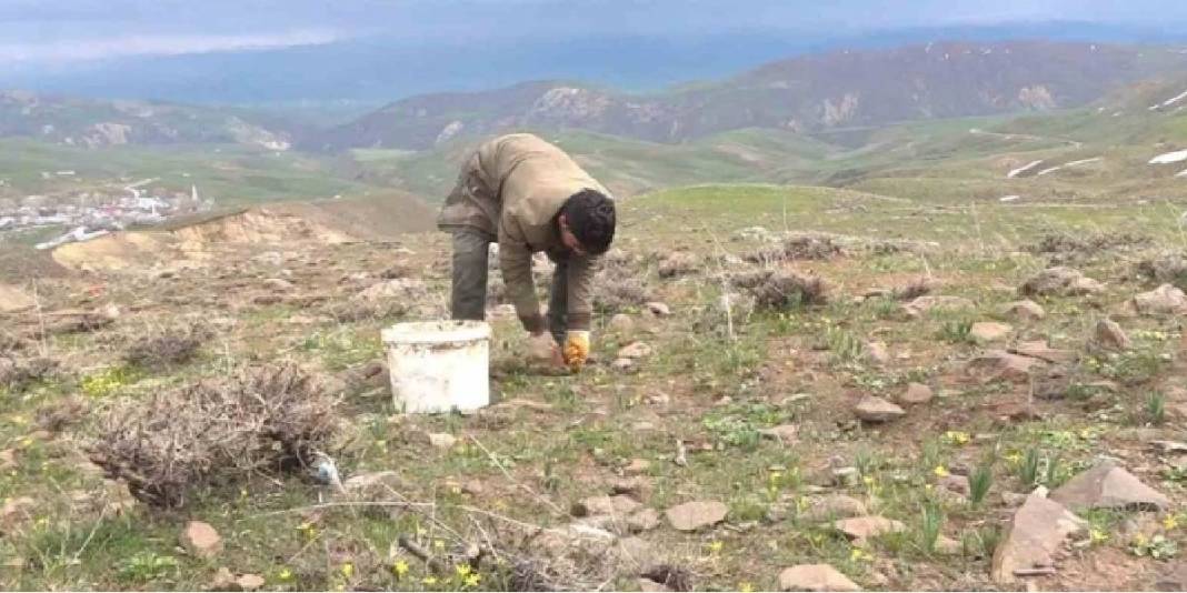 Tüccarlar kilosunu 50 TL’den alıyor: Köylünün geçim kaynağı haline geldi 4